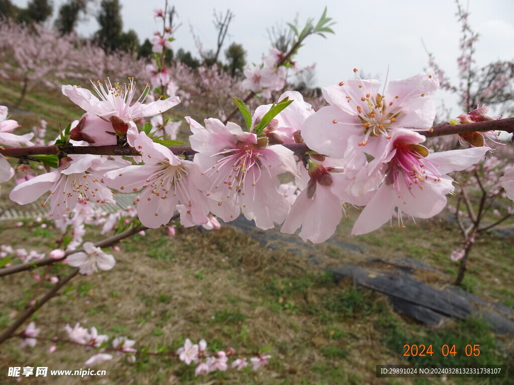 桃花