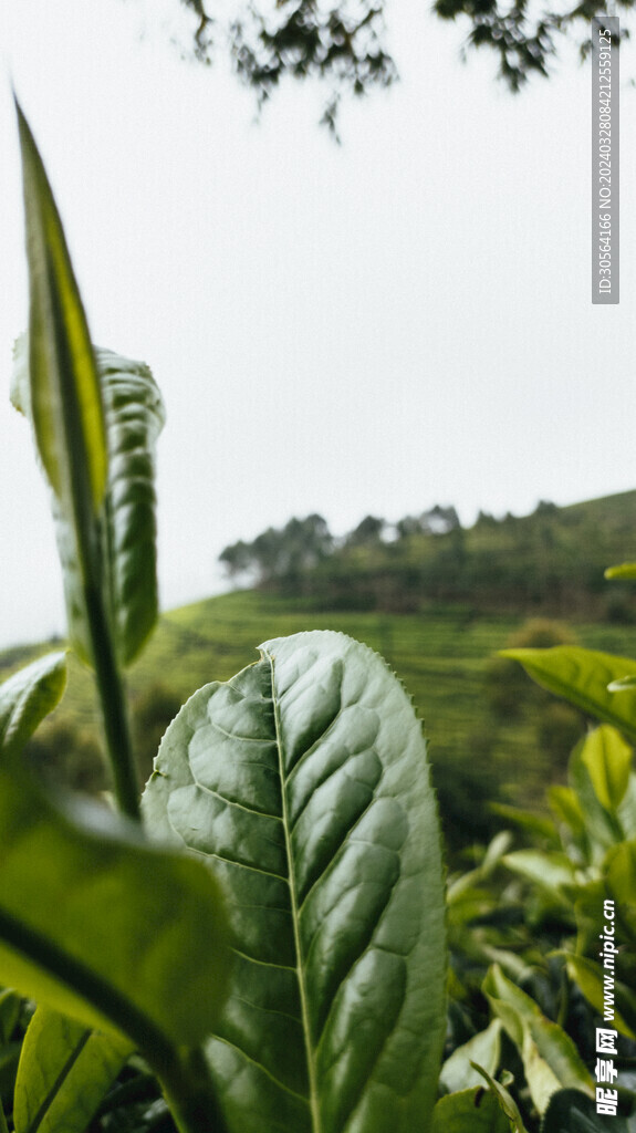 绿茶茶园