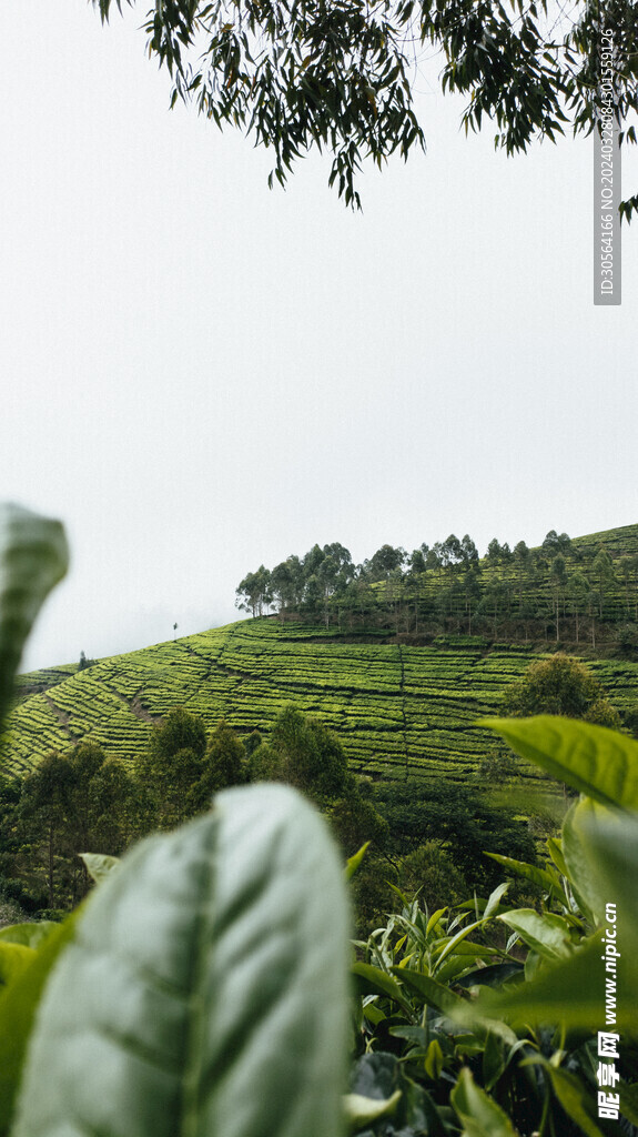 绿茶茶园