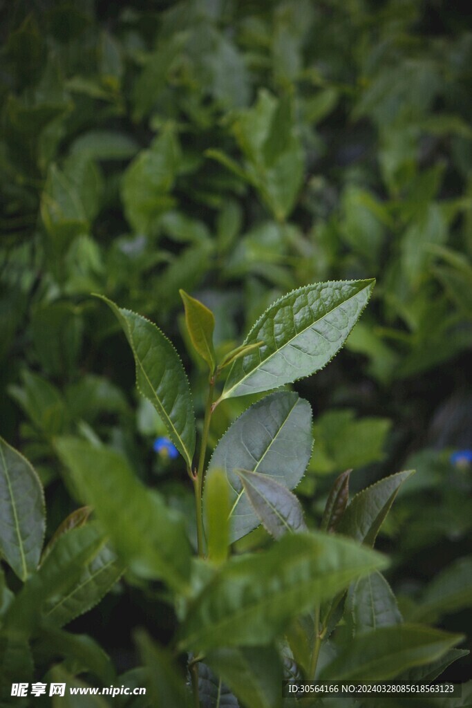 茶叶
