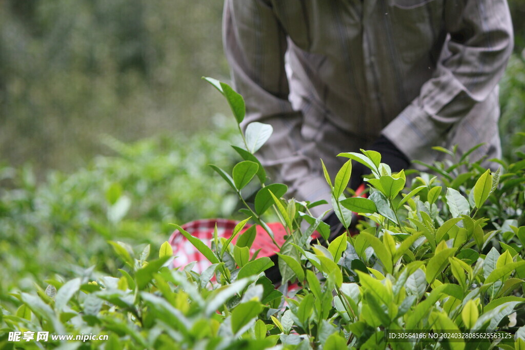 茶园采茶