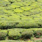 茶叶茶园