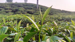 茶叶