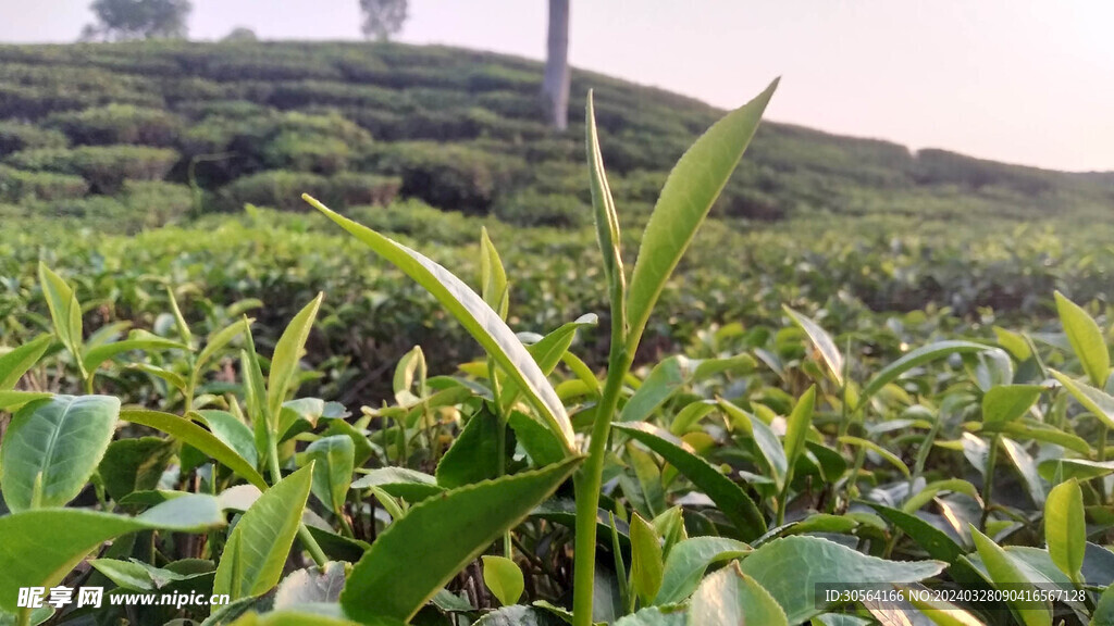 茶叶