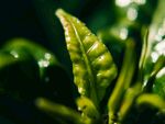 茶叶