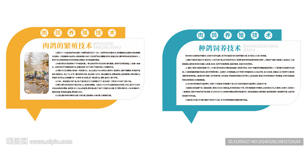 肉鸽的养殖技术