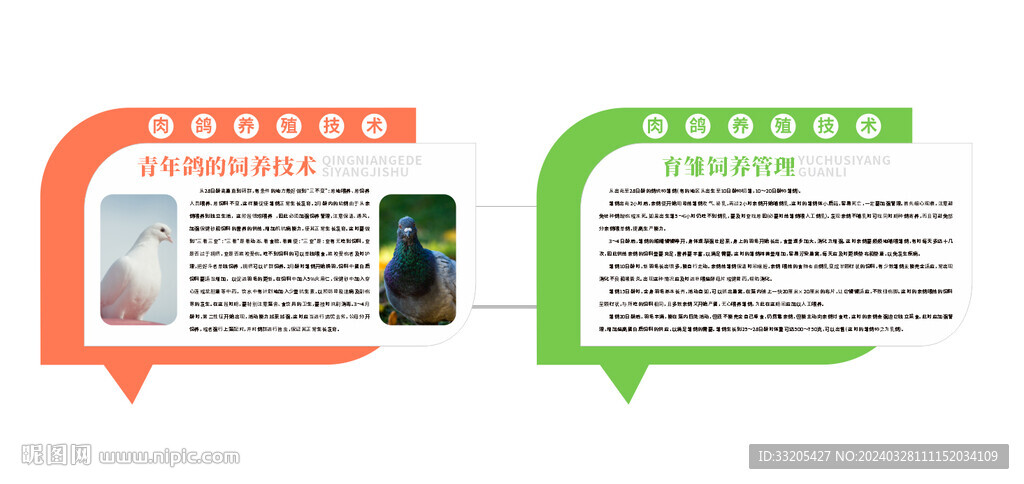 青年鸽的饲养技术