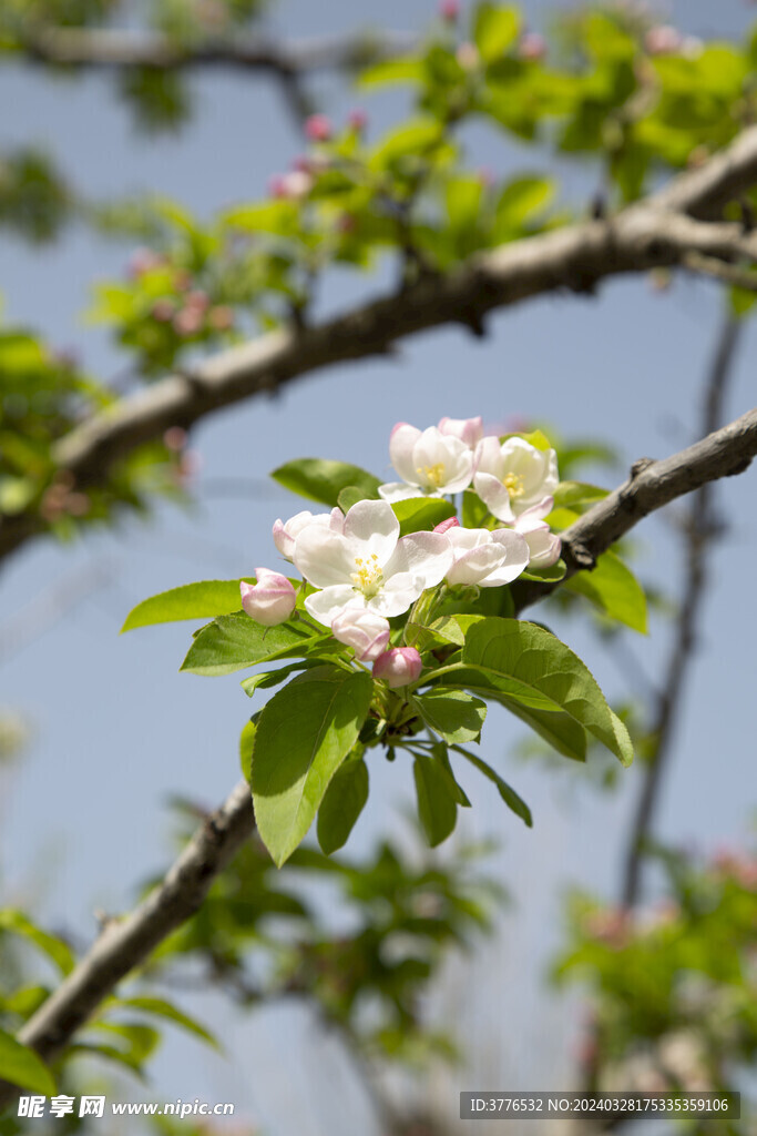 森林苹果