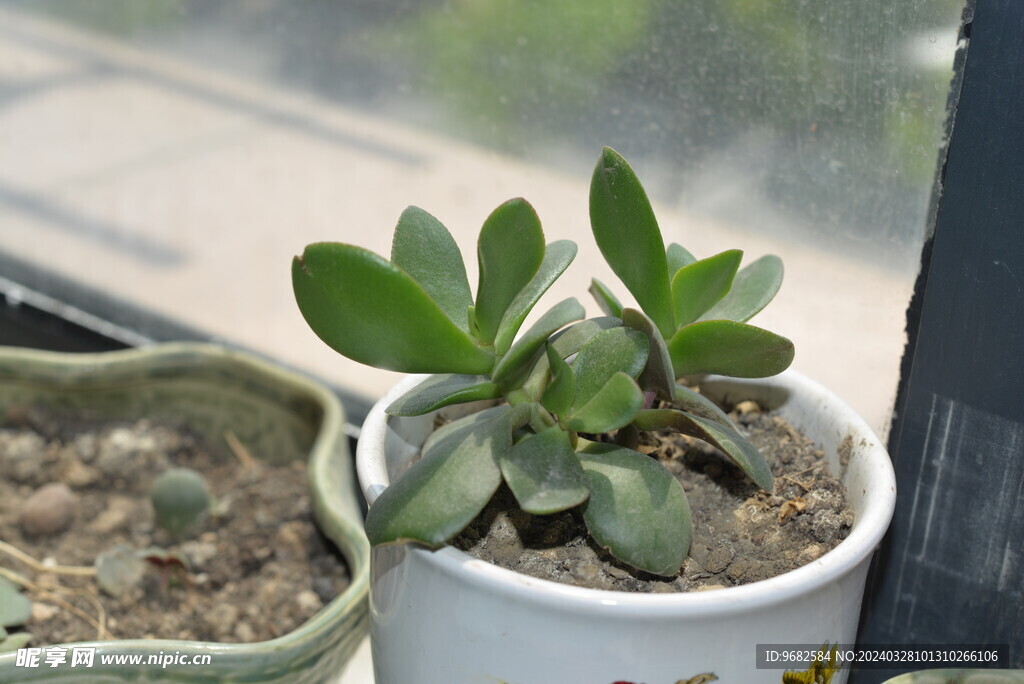 多肉 植物 