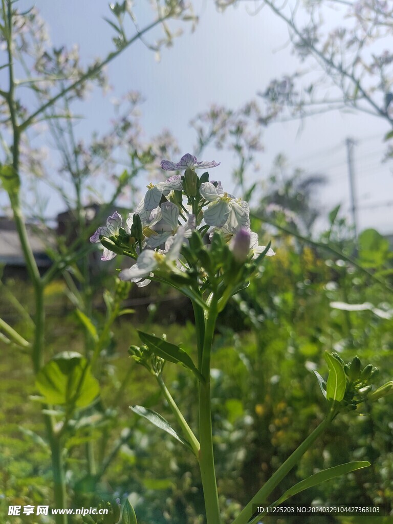 白萝卜花