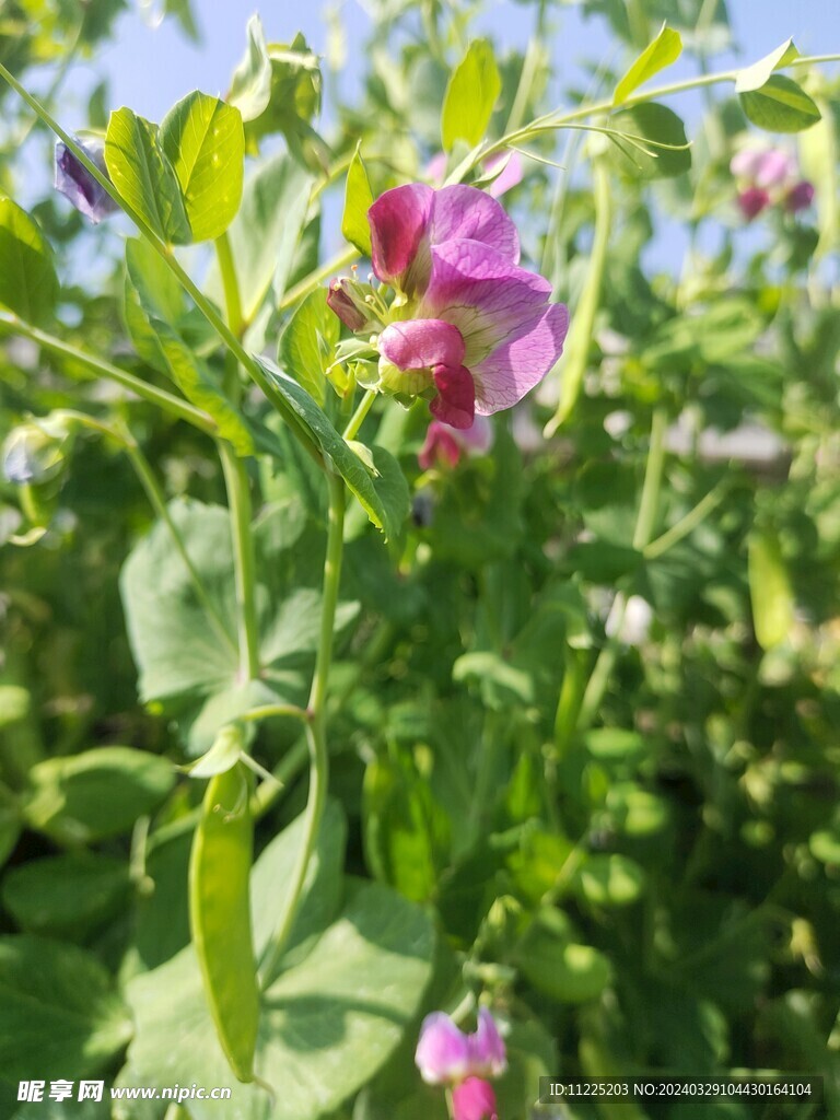 荷兰豆花