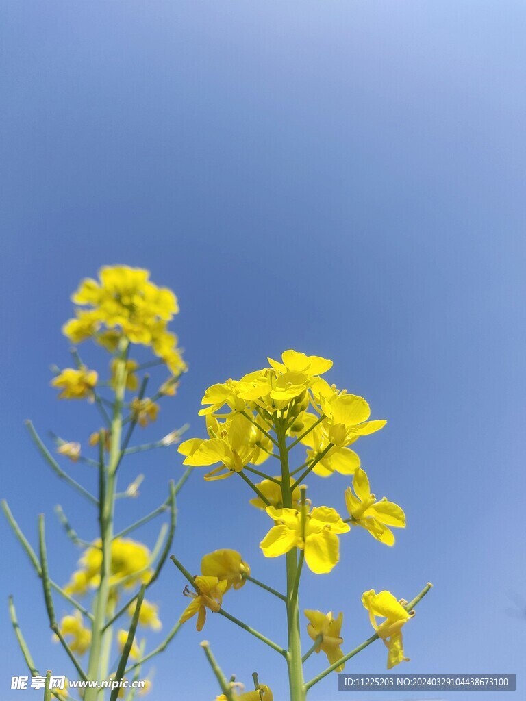 油菜花