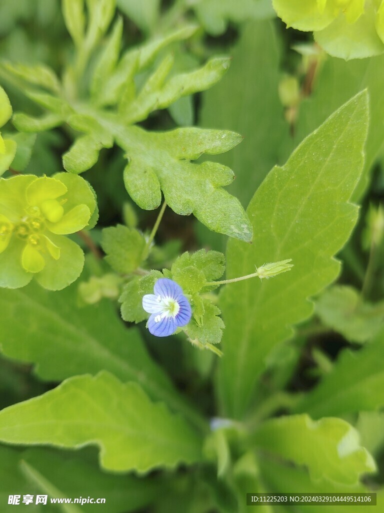 紫色小花