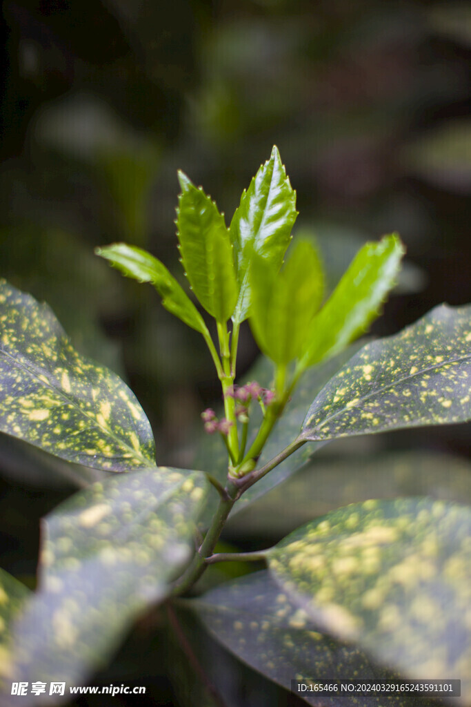 春芽  春茶  嫩芽 绿树叶