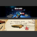 水族观赏鱼古典海报banner