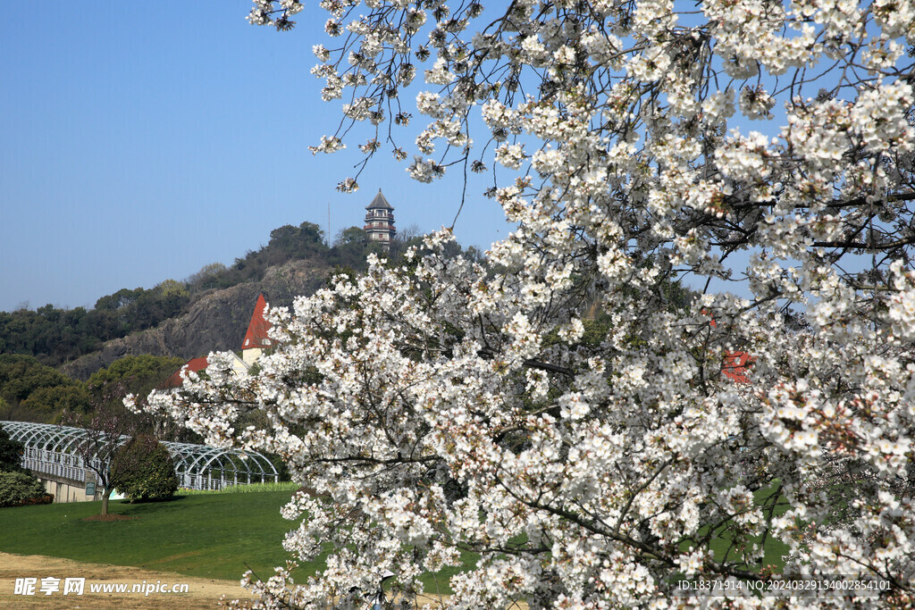 辰山植物园樱花