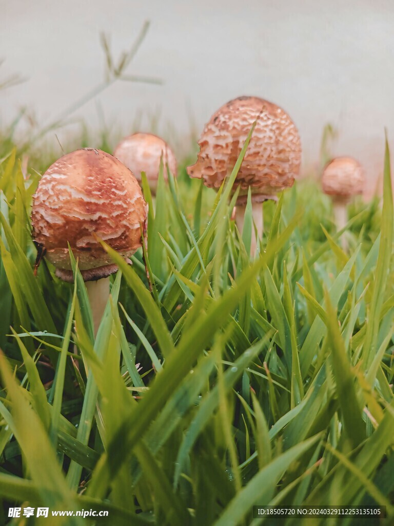 花草