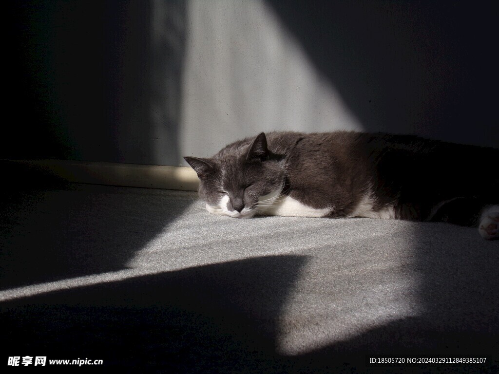 猫