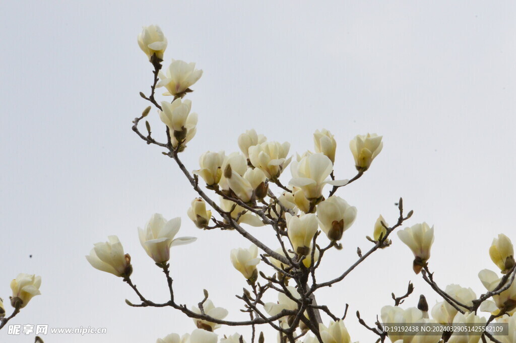 玉兰花