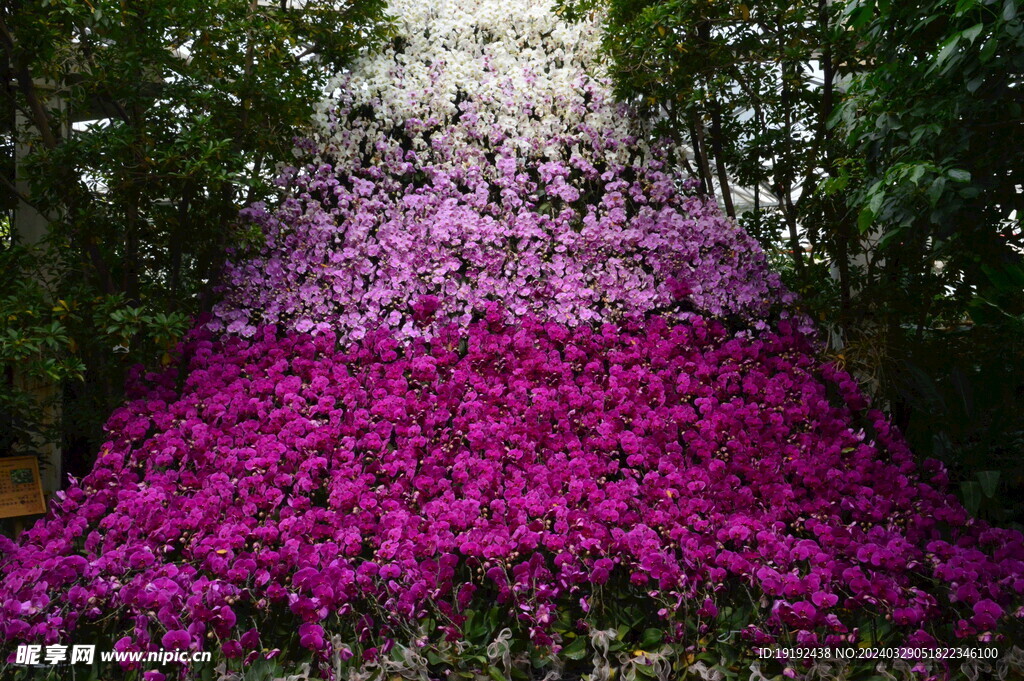 温室花草 