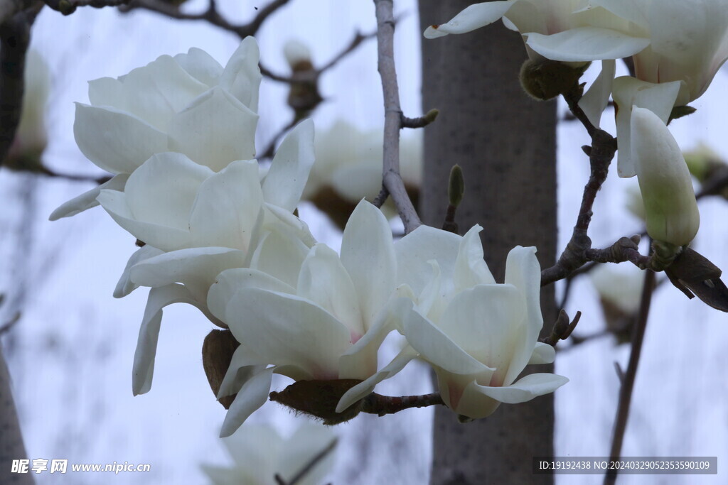 玉兰花  