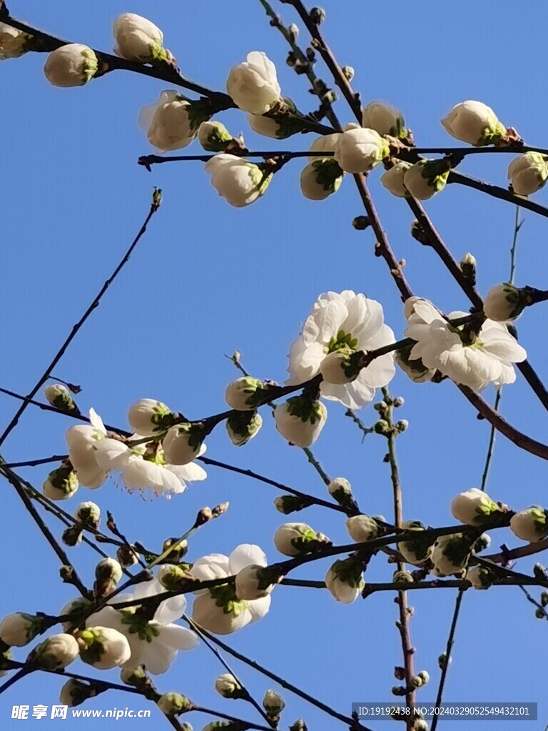 榆叶梅  