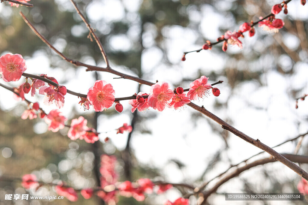 梅花