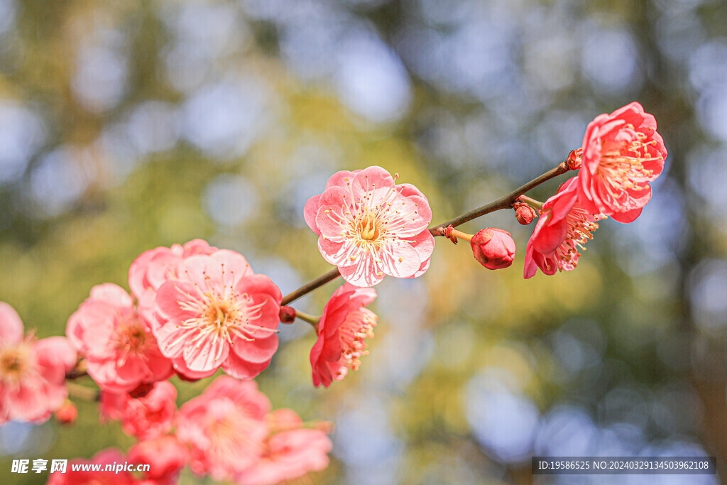 梅花