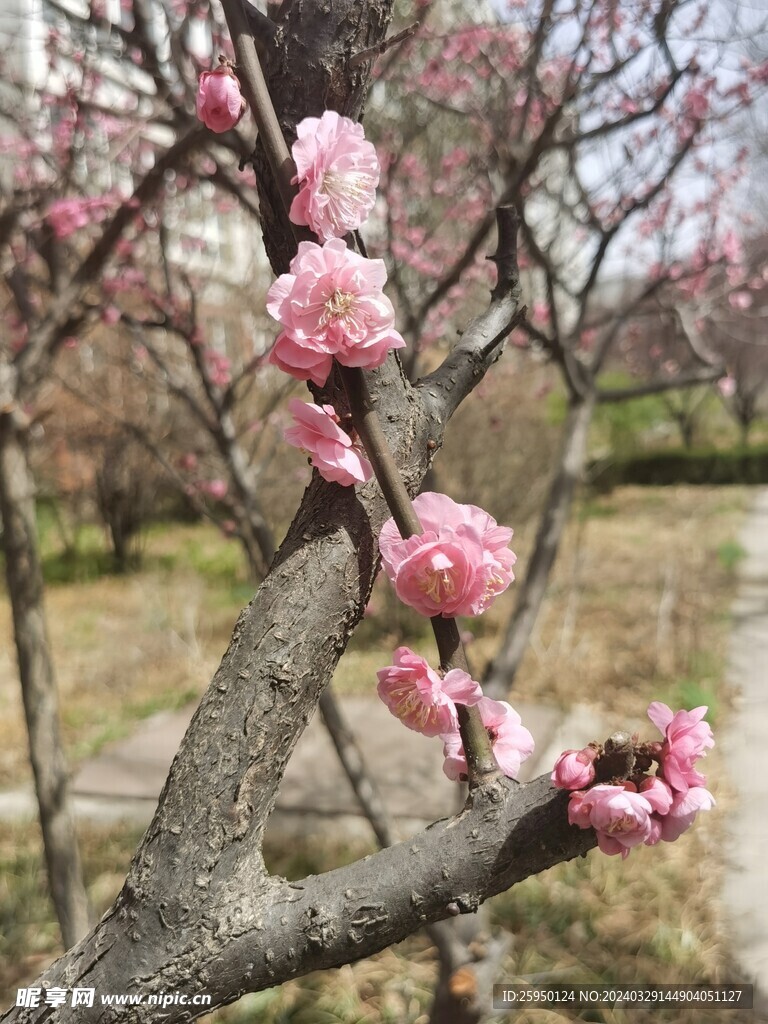 榆叶梅