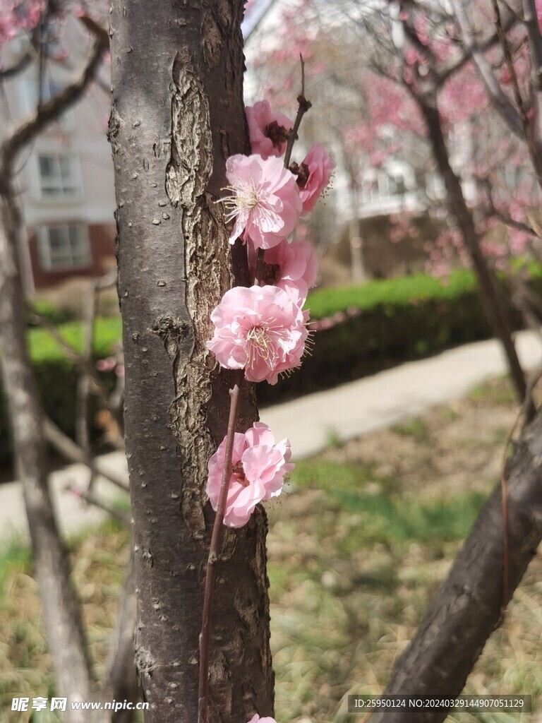 榆叶梅 