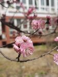 榆叶梅