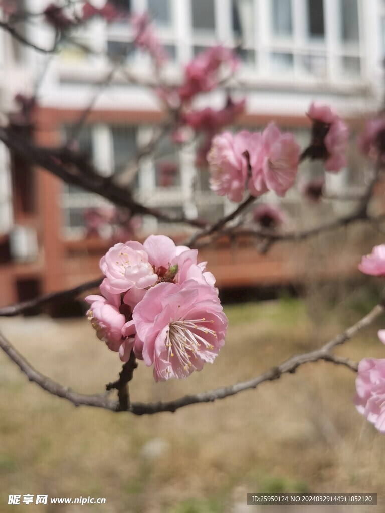 榆叶梅