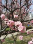 榆叶梅 