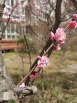 榆叶梅