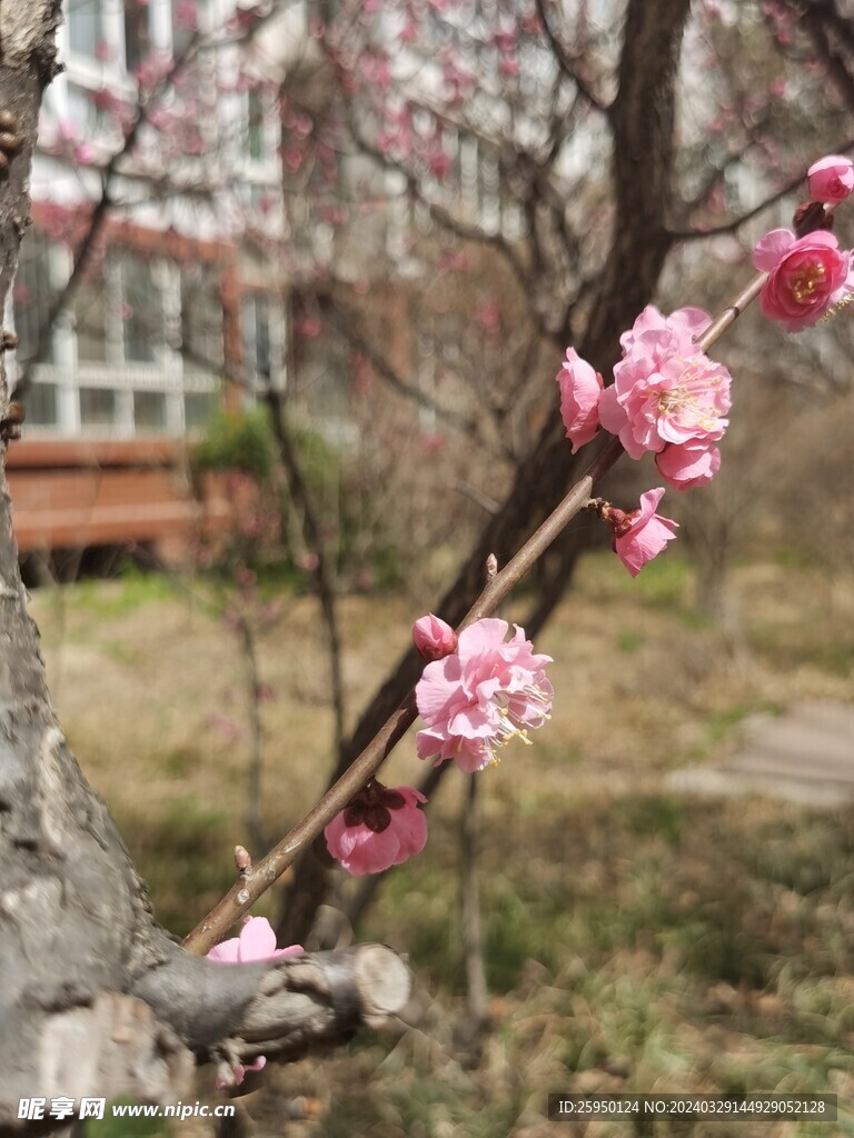 榆叶梅