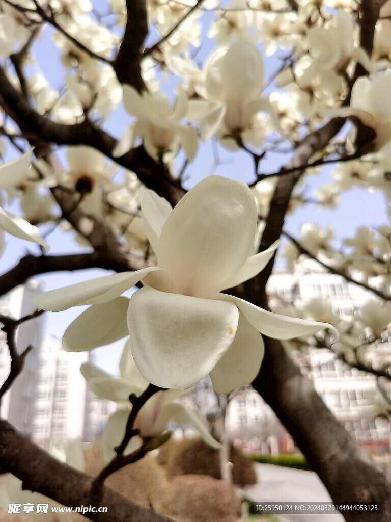 玉兰花