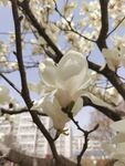 玉兰花 
