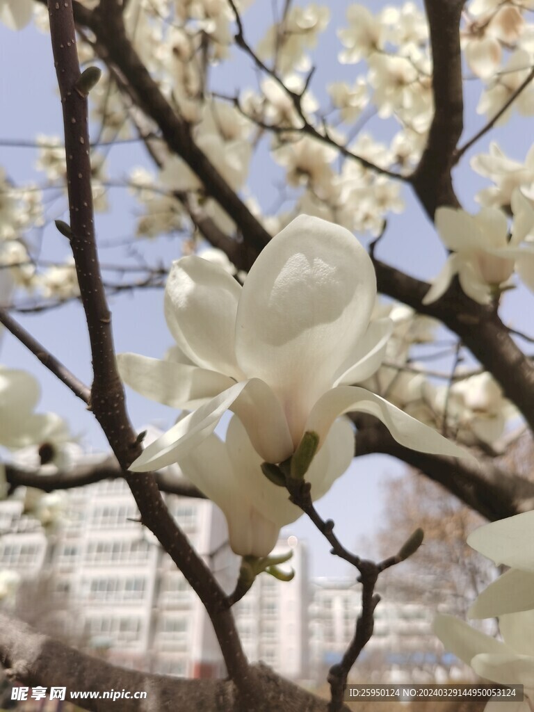 玉兰花 