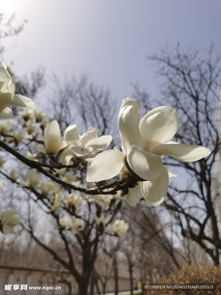 玉兰花