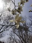 玉兰花