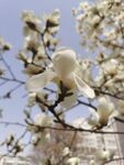 玉兰花