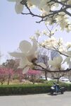 玉兰花