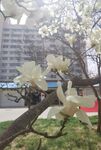 玉兰花