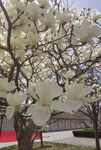 玉兰花 