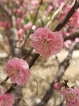 榆叶梅