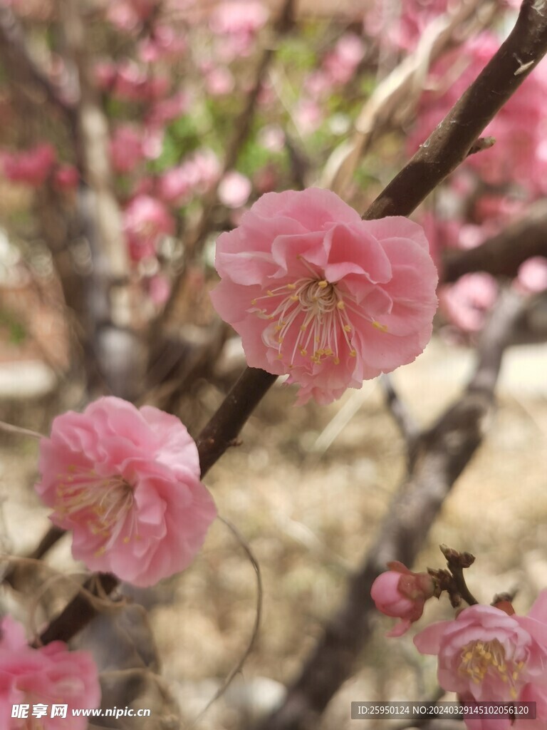 榆叶梅