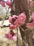 榆叶梅