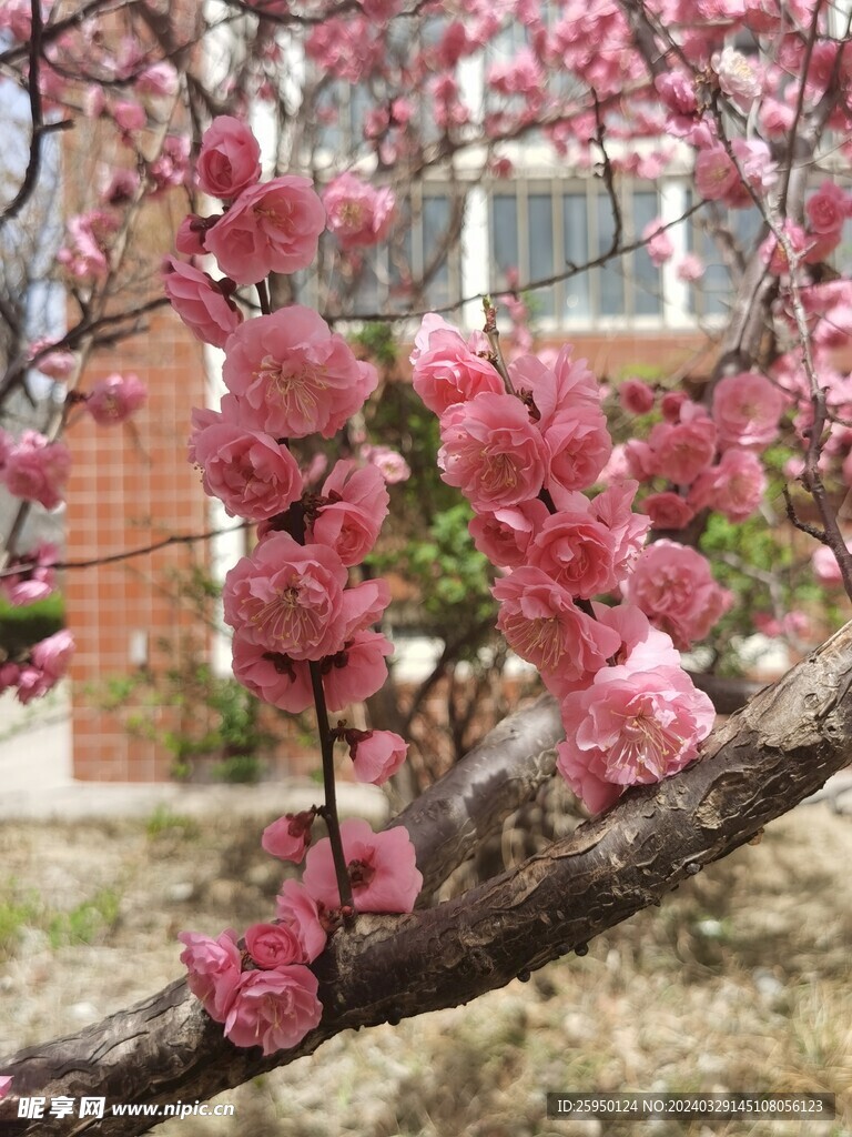 榆叶梅