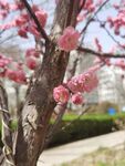 榆叶梅