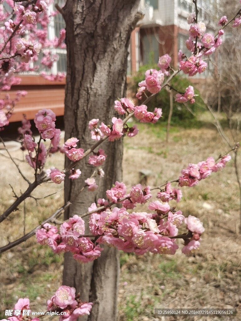 榆叶梅